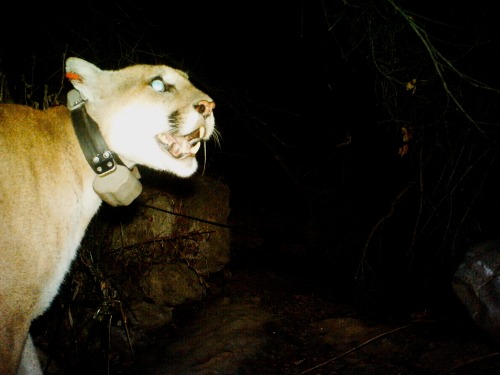 Mountain Lion (P-22) - Griffith Park 