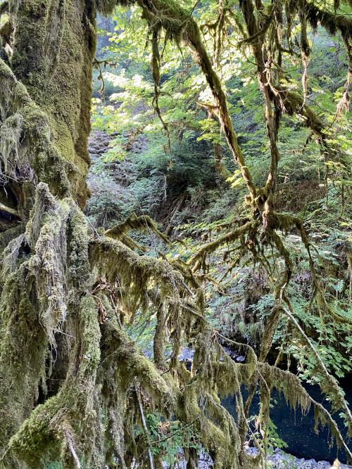 Oneshotolive:  Mossy Enchanted Oregon Forest (Silver Falls Sp) (3024X4032) (Oc) 📷: