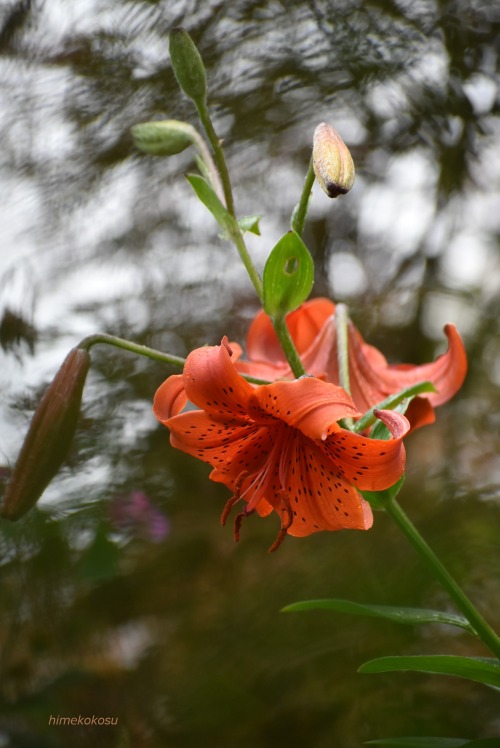 Maximowicz's Lily