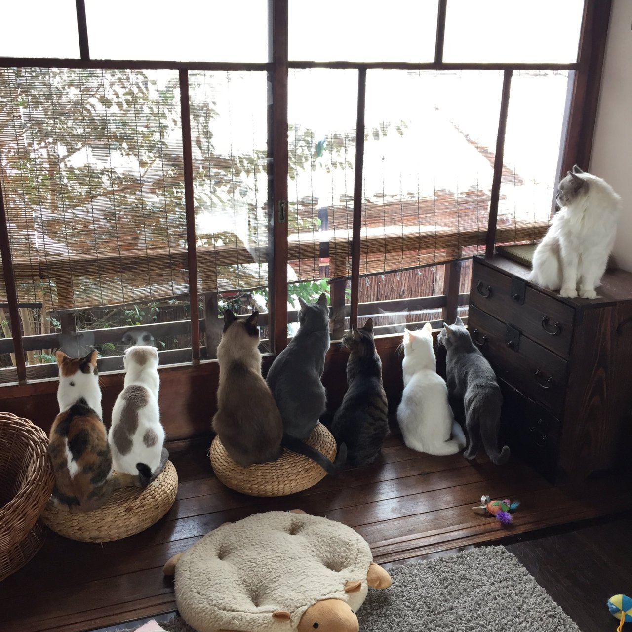 kyotomemo: ‏京都町家猫カフェ キャットアパートメント  photo by