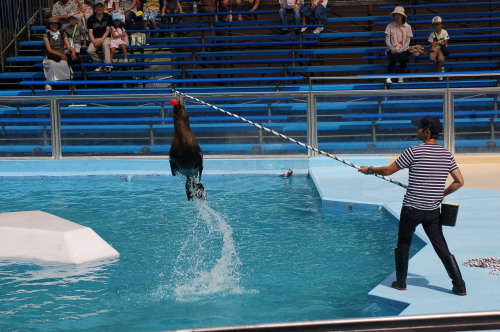 seal show