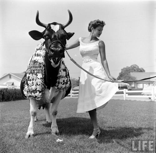 Pansco Hazel sets new record for milk produced(Loomis Dean. 1952)