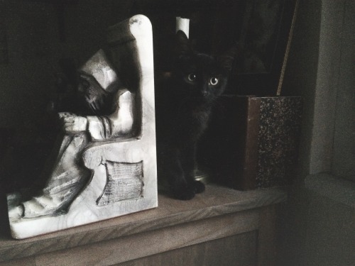 midwintercrone:We went to the Magical Menagerie last weekend and came back home with this little bat