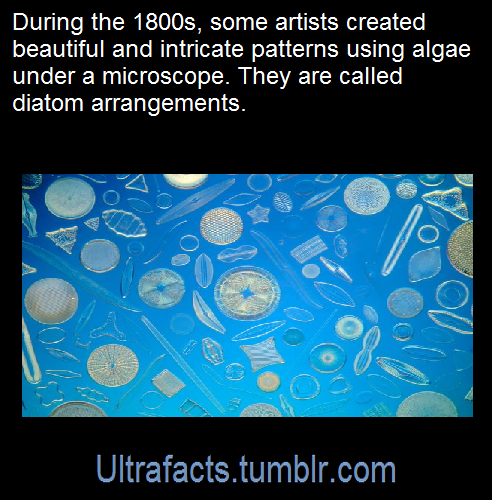 ultrafacts: Source [x] Click HERE for more facts 
