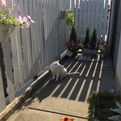 ayatanimoto:  My cat and flowers 