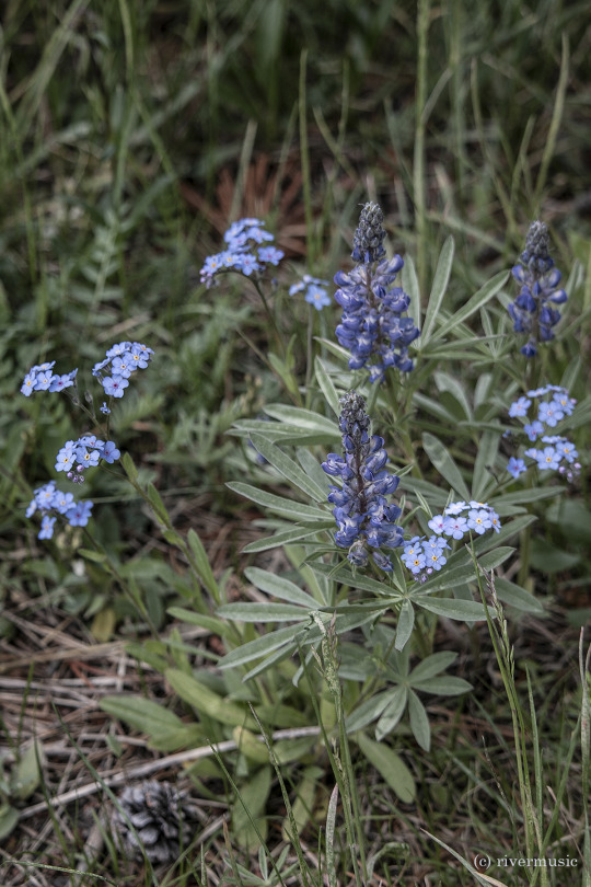 A wild blue bouquet: (c) riverwindphotography