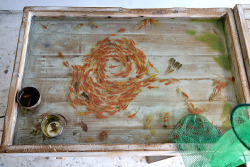thingstolovefor:  Lifelike Goldfish Painted