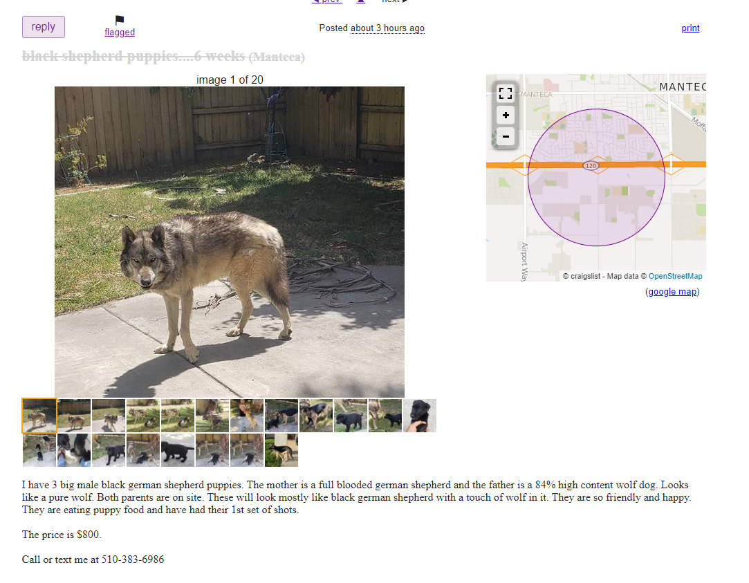 craigslist wolf hybrid