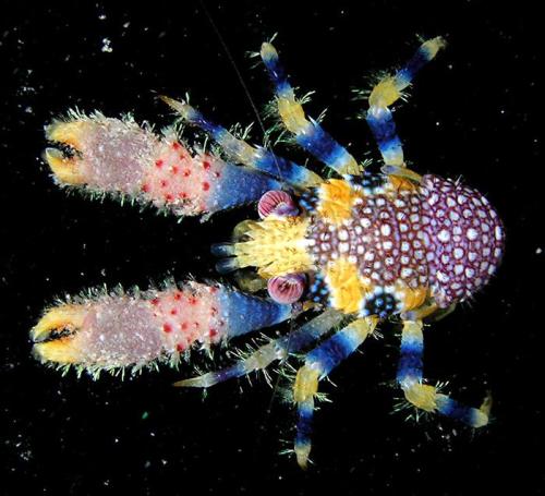 blondebrainpower:  Hairy squat lobster also called ‘fairy crab’