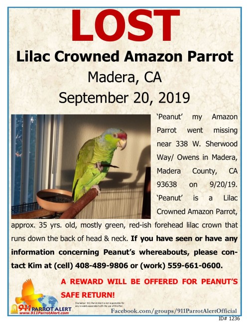 LOST!!!  *** REWARD ***LILAC CROWNED AMAZON PARROT &ldquo;PEANUT&rdquo; NEAR SHERWOOD POINTE, APARTM