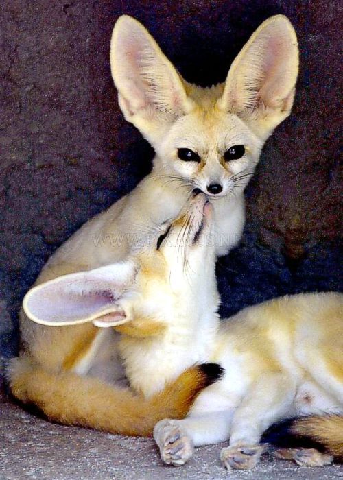 fox-and-lynx:  Fennecs