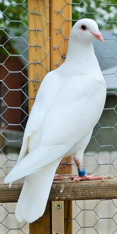 tiny-feisty-gay: snarg:  stereofeathers:  tawghasa:  hot-honey-fag:  slash-queen:  todaysbird:   remember: the ‘holy’ white doves are just white rock doves, aka the common pigeon!  Doves are just pigeons with white privilege   Also can we talk about