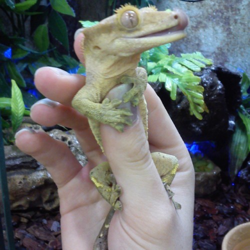 #crested #gecko