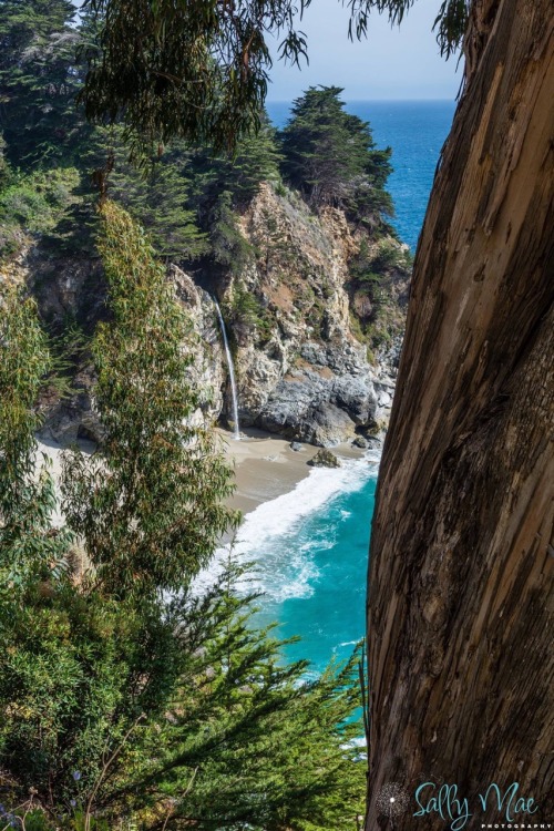 sonsofkerouac: McWay Falls through the trees… Photo/Caption: Sally Mae Photography