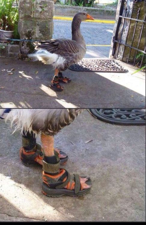 animal-factbook:  What Are THOOOOOOOOOOOOOOOOOOOOOSE 