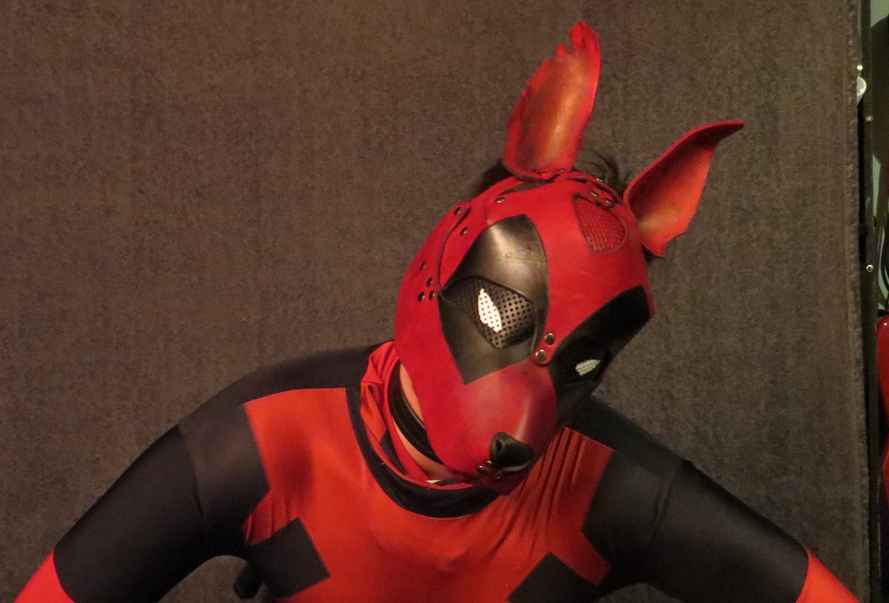 pup-demmy: Dogpool, whatcha gonna do about it?? &gt;.&gt; 