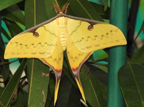 onenicebugperday:Moon moths in the genus Actias, Saturniidae1. North American luna moth, Actias luna