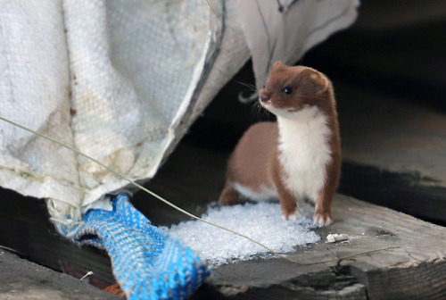 More pictures of the weasel we have living under our tool shed.