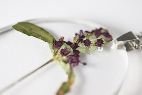 mossofthewoodsjewelry:All-Heal (Prunella vulgaris)