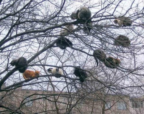 animentality:indirispeaks:o-101:so that’s where cats come from good crop this yearif cats grew on tr