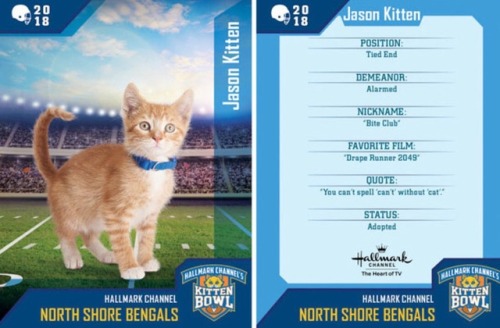 analgesicsleep: Hallmark Channel presents: KITTEN BOWL V, FEBRUARY 4, 2018 Team: North Shore Bengals