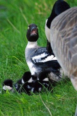 tibets:  This is a goose I cannot stop laughing