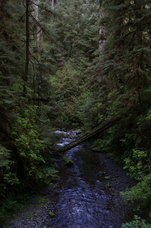 frommylimitedtravels:Back in the Quinault porn pictures