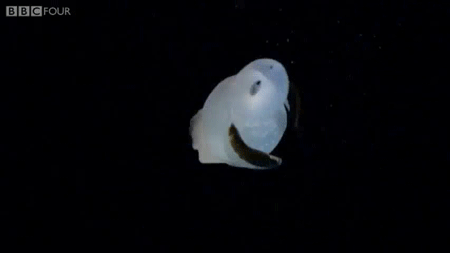 for-science-sake:The Sea Angel (Gymnosomata) Is a group of sea slug that grow no larger than 5cm. Th