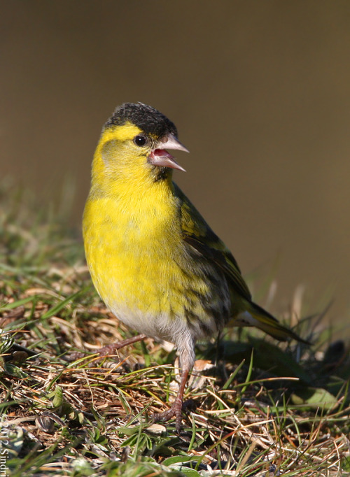 Eurasian Siskin (Spinus spinus) &gt;&gt;by Sindri Skúlason