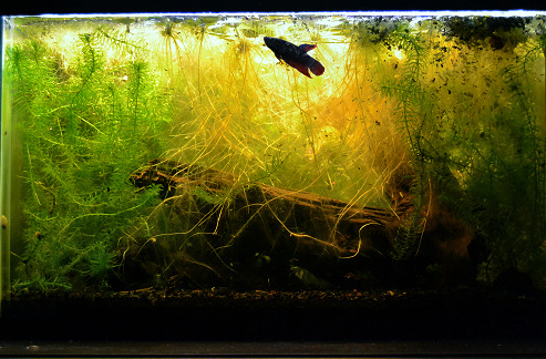 real time update: the 10G is very overgrown….