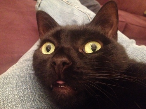 kawaiirostam: my cats so fucking weird she was purring the whole time but her face looked like this