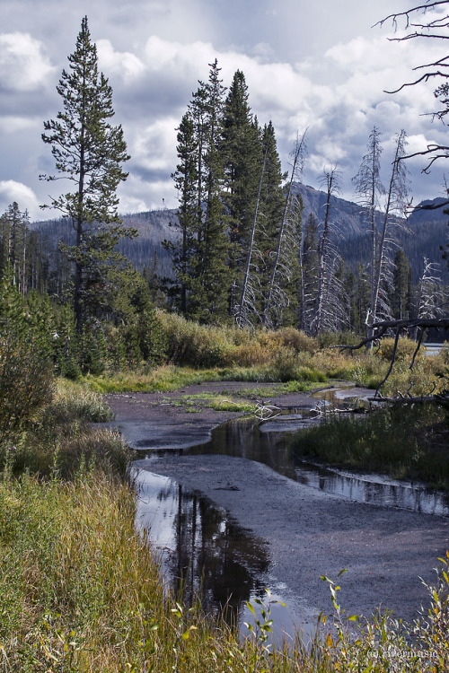 Early Autumn in the High Country: Sylvan Lake wetlands, Yellowstone National Park, Wyomingriverwindp