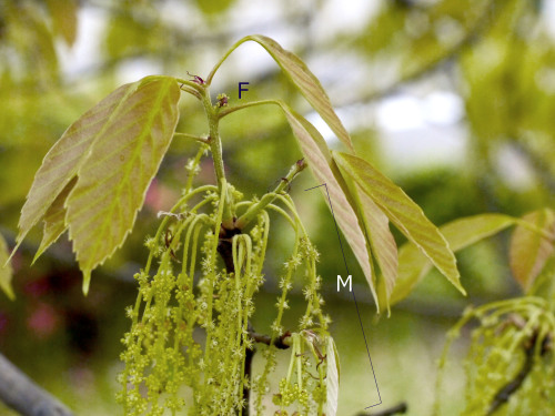 Female (F) and male (M) flowers of Quercus glauca (ring-cup oak).   アラカシ（どんぐり）の雌花と雄花