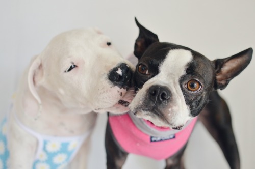 handsomedogs:  Emma and Nova, a one year old Boston terrier and a two month old Dogo Argentino. My pride and joy :) #