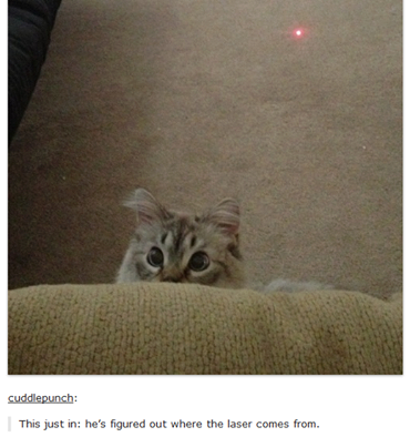 itsstuckyinmyhead:  The Cats of Tumblr 