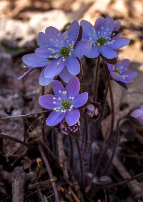 microcosmicobservations: Hepatica acutiloba Another spring ephemeral score from my hike at Devil&rsq