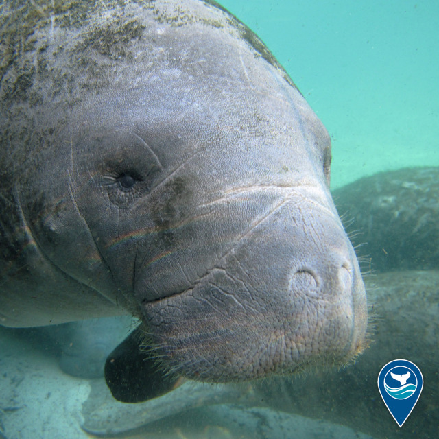 Manatee swimming underwater amongst other manatees in shallow waters