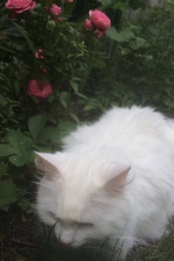 misses-kitten:  Is my cat tumblr enough yet ?