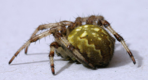 I found this four-spot orb-weaver - Araneus quadratus - in my bedroom after it stowed-away on my rai