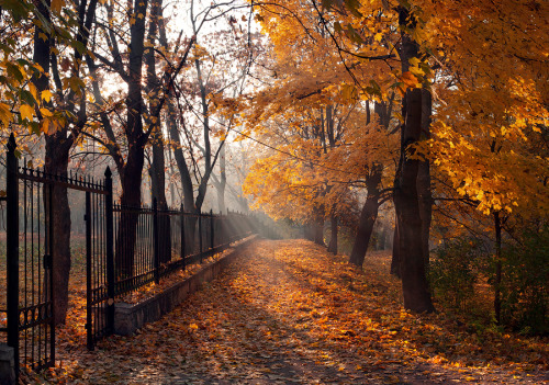 crisp-season:  Autumn Leaves~Haunted Trees