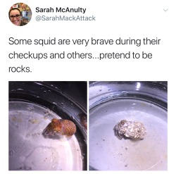 squidscientistas:  poetic-irony:  my naem