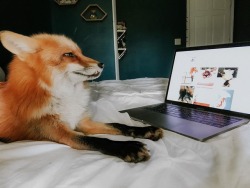 Everythingfox:  On The Internet, No One Suspects You’Re A Foxjuniper The Fox