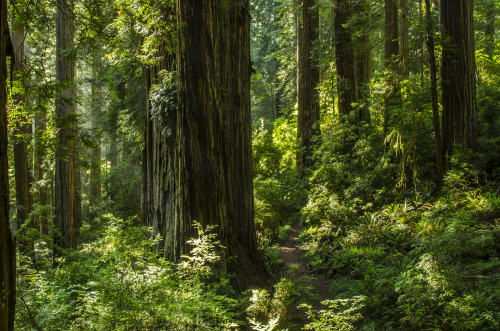 silvaris:Ferns Filled the Old Growth Redwood Grove by Michael Ross