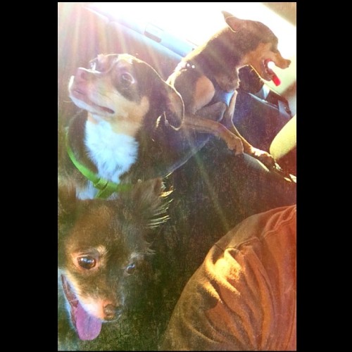 My #RoadDawgs 🐾 Coop De’Ville: Leading Man 💡 🐾 Cece Buffé: Main Blacktress 🎥 🐾 Roman Bridger: Director 🎬 #dogs #chihuahuas #mixes #kids #family #loves