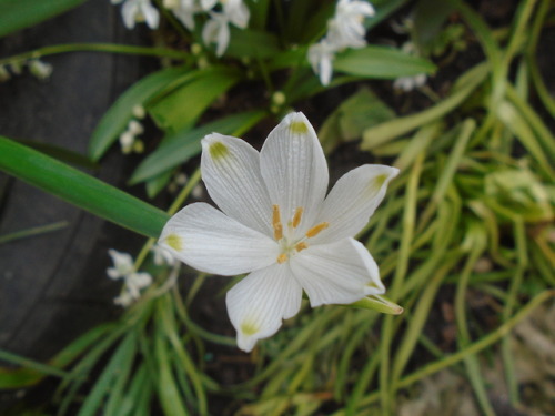 A snowflake flowering in my garden on the first day of April. For some reason, Trump fans and the fa