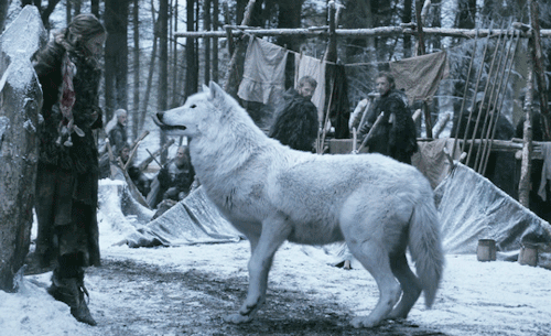airbcnders:Ghost is one of six direwolf cubs that is found by the children of House Stark. An albino
