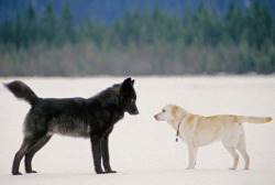 blazepress:  Wolf compared to a labrador.