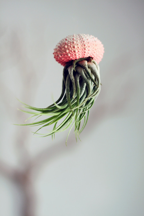 steampunktendencies:    Air Plant Jellyfish by PetitBeast