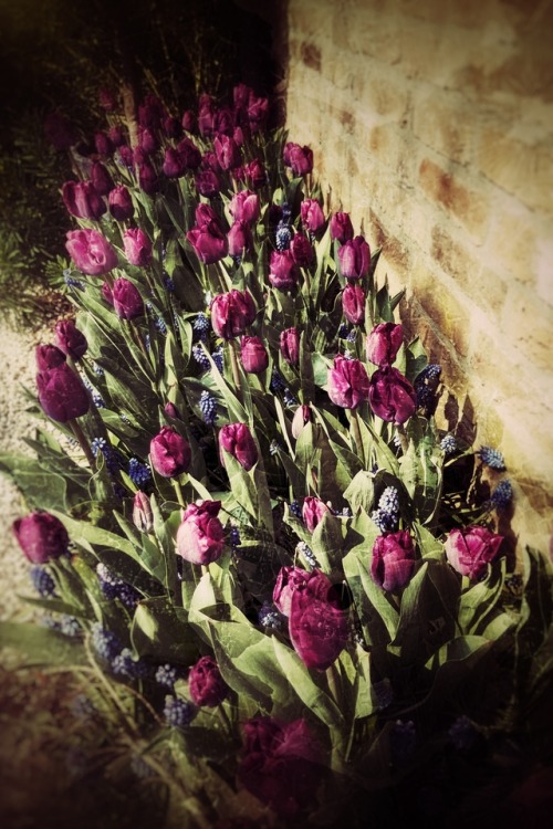 Gartenlust