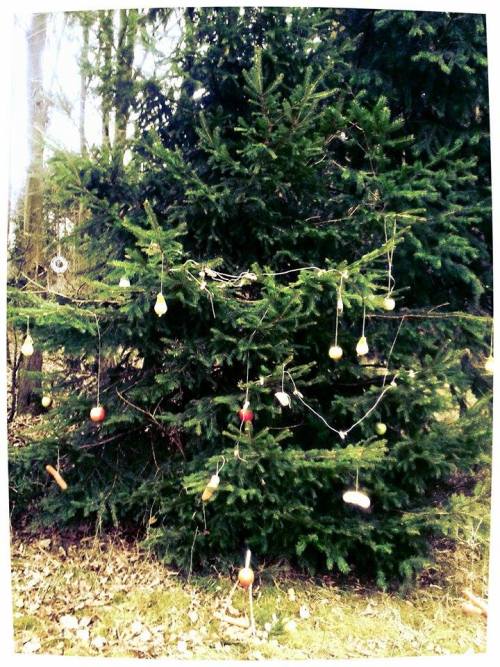 Photo submitted by a fan of the Hyperborean Garden, tree decorated with food/treats for Wildlife. Be